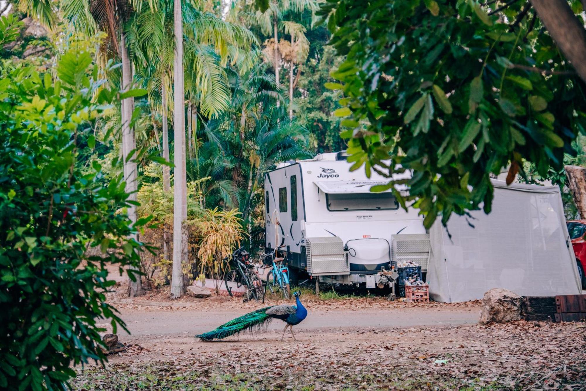 דארווין Big4 Howard Springs Holiday Park מראה חיצוני תמונה